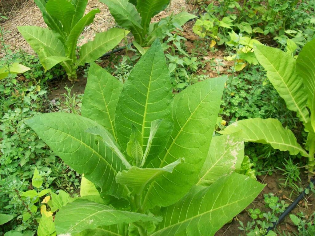 Tabaco, uma das plantas mais perigosas e tóxicas